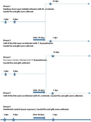 The myxozoans Myxobolus cerebralis and Tetracapsuloides bryosalmonae modulate rainbow trout immune responses: quantitative shotgun proteomics at the portals of entry after single and co-infections